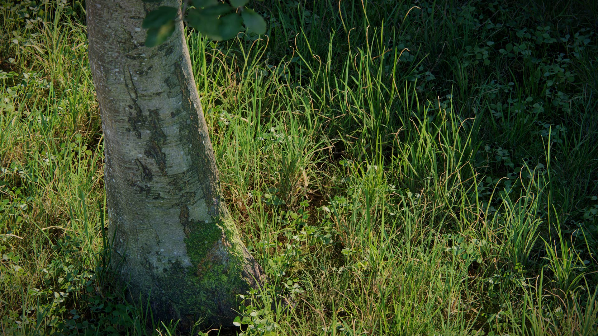 images/site/producten/Lumion/Lumion2026/New%20Nature%20Assets/Photogrammetry/Trees/Scandosorbus%20intermedia/pro-26-photogrammetry-scandosorbus-intermedia-trunk.jpg#joomlaImage://local-images/site/producten/Lumion/Lumion2026/New Nature Assets/Photogrammetry/Trees/Scandosorbus intermedia/pro-26-photogrammetry-scandosorbus-intermedia-trunk.jpg?width=1920&height=1080